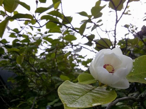 岳人のオオヤマレンゲ